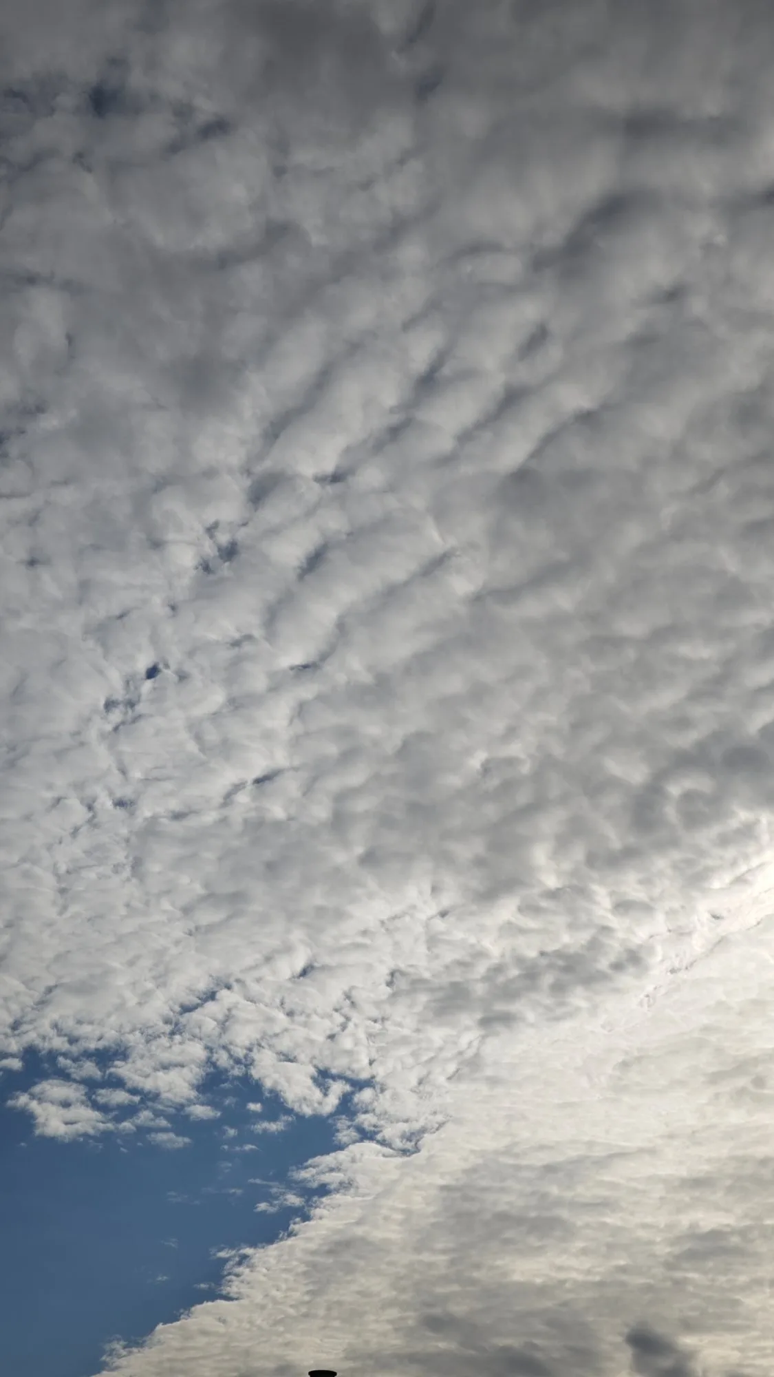 Altocumulus Stratiformis